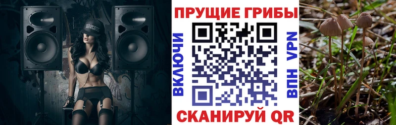 Псилоцибиновые грибы Cubensis  Ивангород 