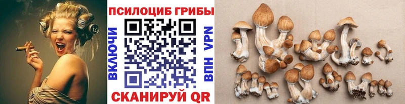 Галлюциногенные грибы Psilocybine cubensis Ивангород